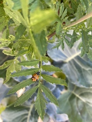 Hippodamia glacialis