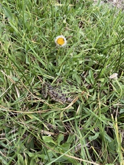 Lithobates spectabilis