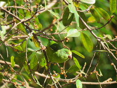 Brotogeris sanctithomae