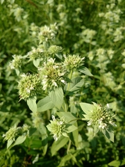 Pycnanthemum setosum