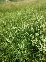 Pycnanthemum setosum