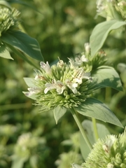 Pycnanthemum setosum