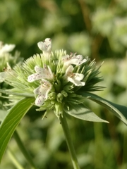 Pycnanthemum setosum