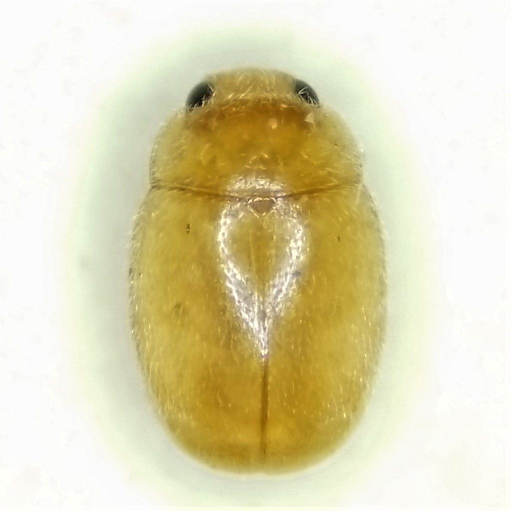 Selvadiini