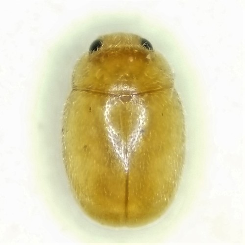 Amber Lady Beetles