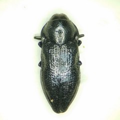 Aphanisticus cochinchinae