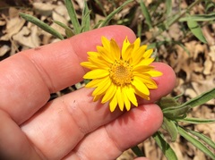 Heterotheca camporum