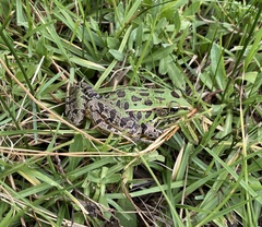 Lithobates spectabilis