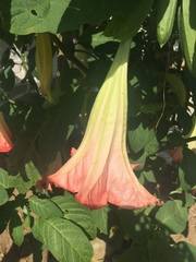 Brugmansia sanguinea
