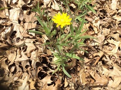 Heterotheca camporum