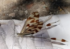Nemoptera