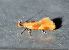 Epicallima formosella