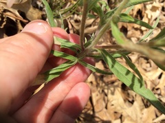 Heterotheca camporum