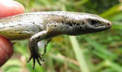 Te Kakahu Skink photo 2