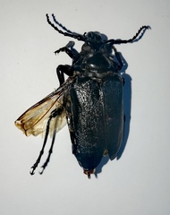Prionus laticollis