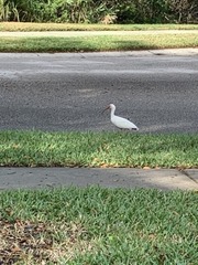 Eudocimus albus
