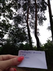 Pinus sylvestris
