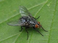 Calliphora subalpina