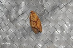 Tortrix sinapina