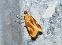 Epicallima formosella