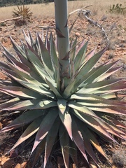 Agave delamateri