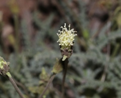 Chaenactis santolinoides