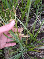 Carex paleacea