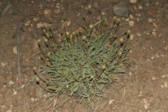 Chaenactis santolinoides