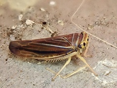 Idiodonus kennicotti