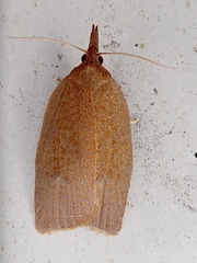 Sparganothis distincta