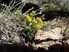 Draba densifolia