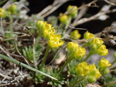 Draba densifolia