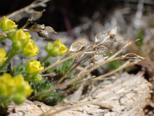 Image of Draba densifolia by (c) Martin Purdy, some rights reserved (CC BY)