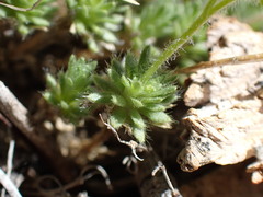 Draba densifolia