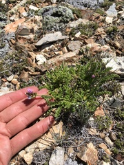 Oxytropis borealis viscida