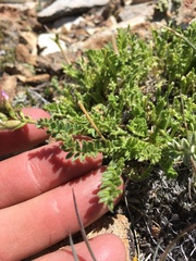 Oxytropis borealis viscida
