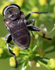 Myolepta aurinota