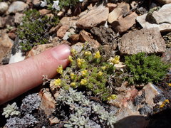 Draba densifolia