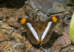 Adelpha iphicleola