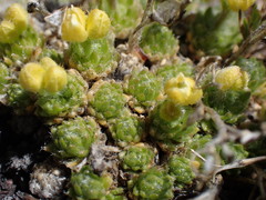 Draba densifolia