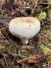 Russula crassotunicata