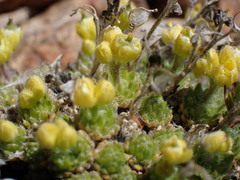 Draba densifolia