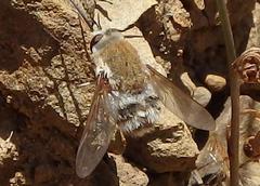 Heterostylum robustum