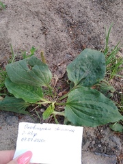 Plantago major