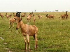 Alcelaphus buselaphus lelwel