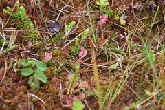 Exobasidium oxycocci