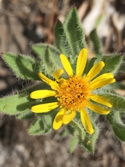Heterotheca hirsuta