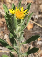 Heterotheca hirsuta