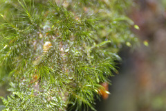 Dicranoloma menziesii