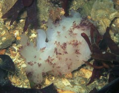 Dendronotus rufus